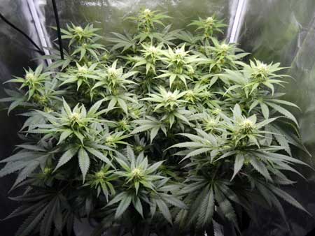 week-3-flowering-before-defoliation-top-