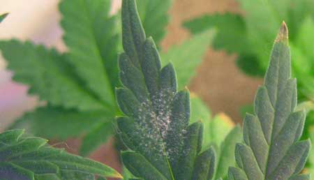 A round spot of white flour-like mold growing on a marijuana leaf