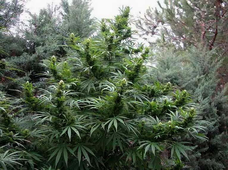 Outdoor Wild 60