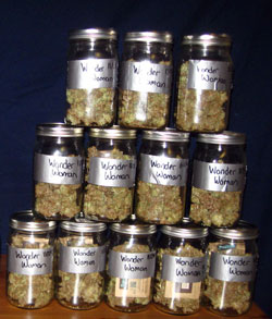 Harvest dried and put in mason jars - picture