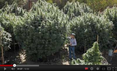 10-pound-outdoor-marijuana-jorge-cervantes-video.jpg