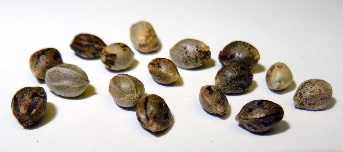 Marijuana Seeds California