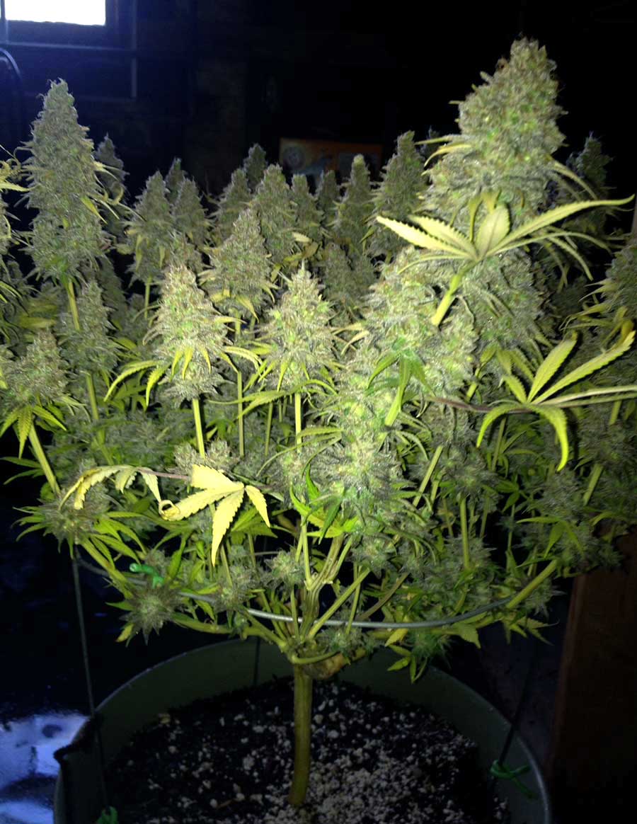 Marijuana Seeds Alaska