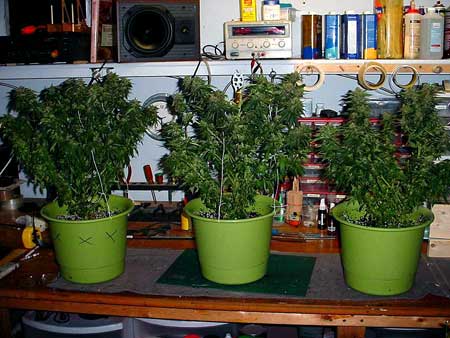Wouldn't you like to see cannabis plants growing inside your house?