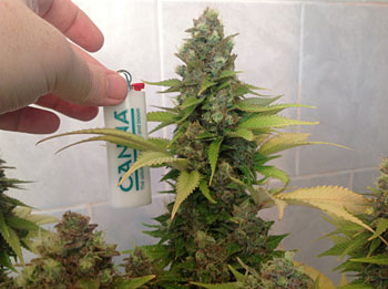 Example of cannabis buds by a first-time grower