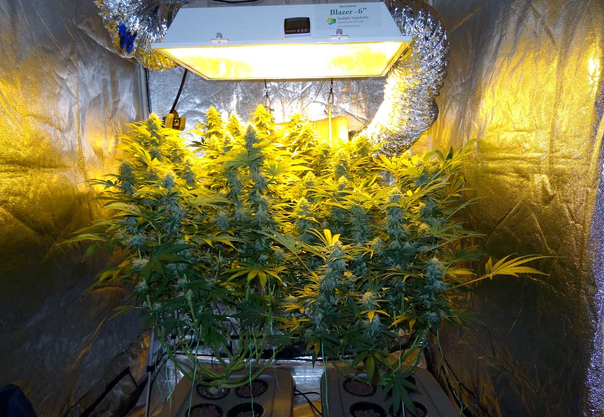 Top-Fed DWC Cannabis Setup Guide - Bubbleponics | Grow ...