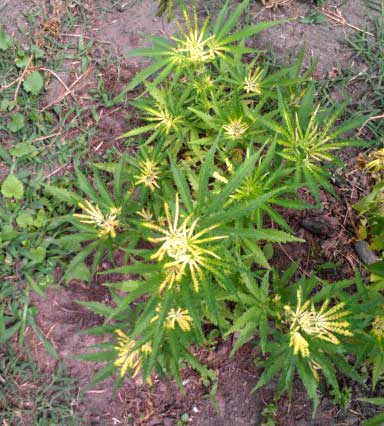 This cannabis iron deficiency is actually caused by too much nutrients (the grower added too much chicken manure as fertilizer)
