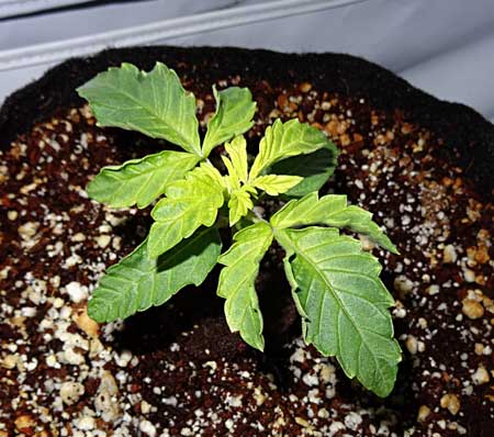 Cannabis Iron deficiency - top leaves are bright yellow