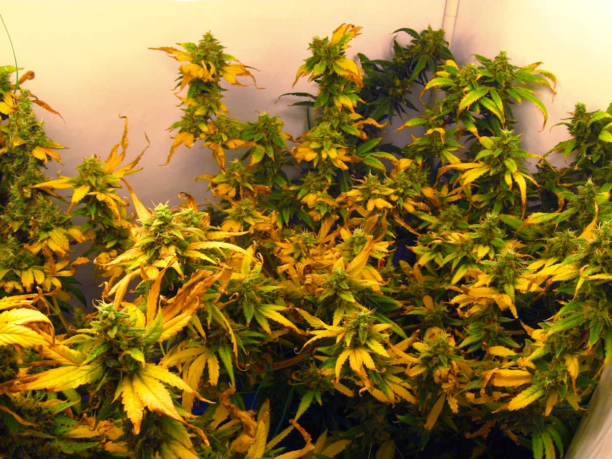 Стресс у конопли сохнут листья на марихуане