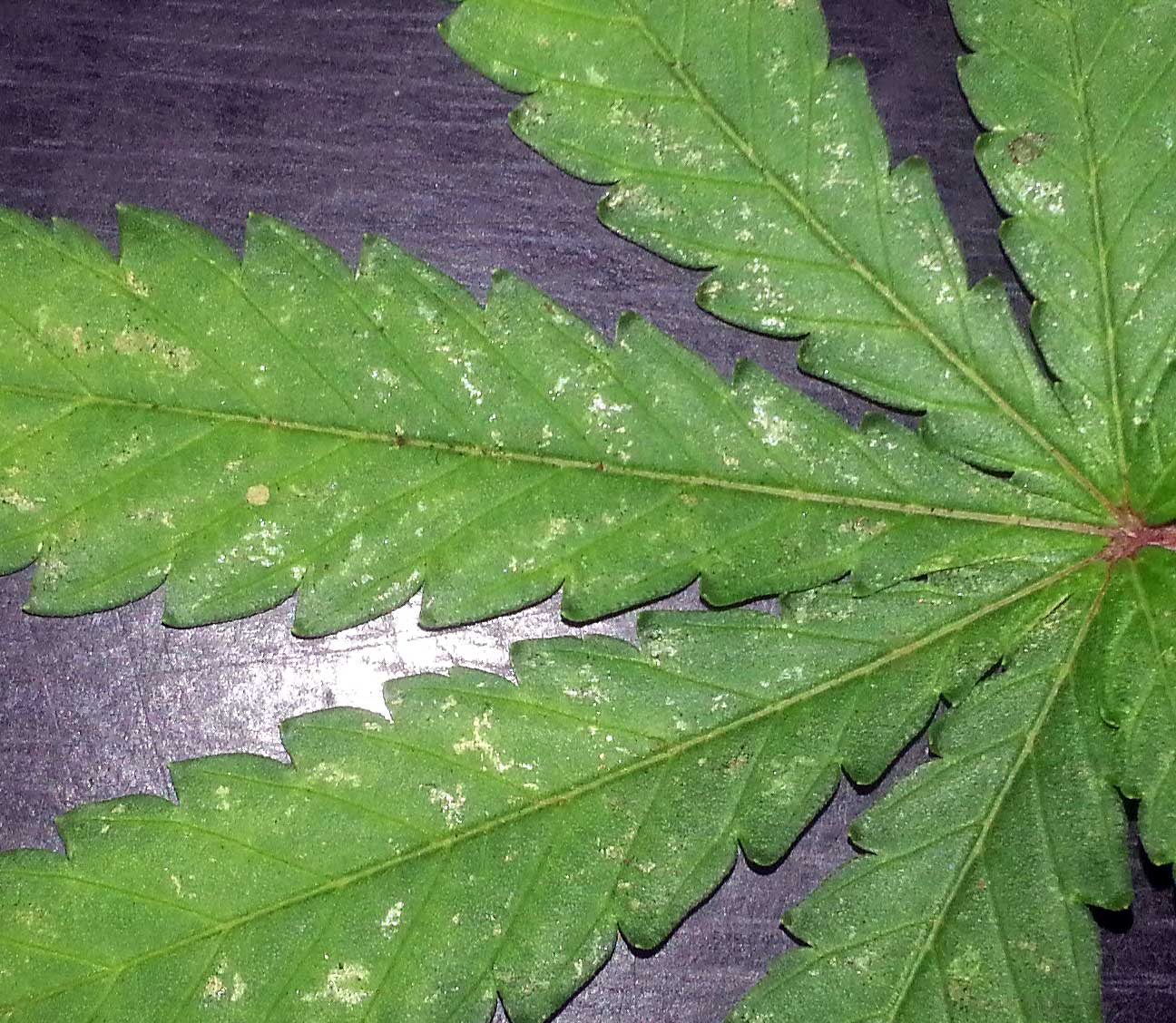 white spots on hbss leaves.... | The Autoflower Network