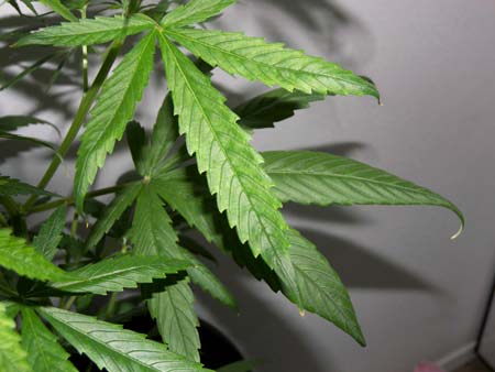 Example of a marijuana plant with nutrient burn on the tips. The clawing is caused by a Nitrogen toxicity