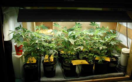 Happy cannabis plants under a grow light
