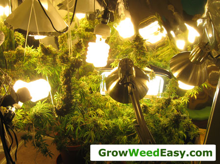 How to grow weed indoors with cfl lights