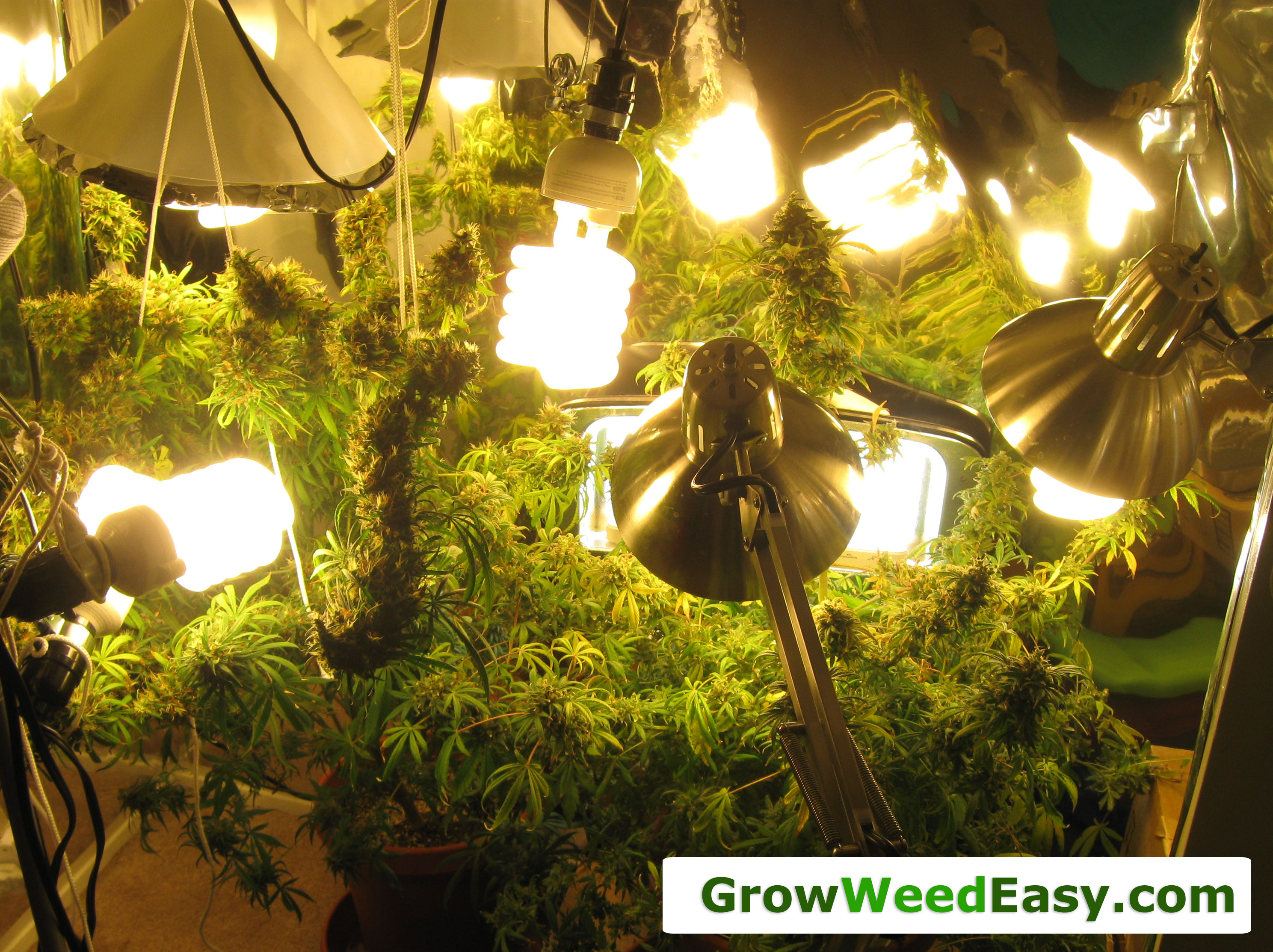 øjeblikkelig baggrund Ejeren Beginner Guide to Growing Cannabis with CFL Lights | Grow Weed Easy