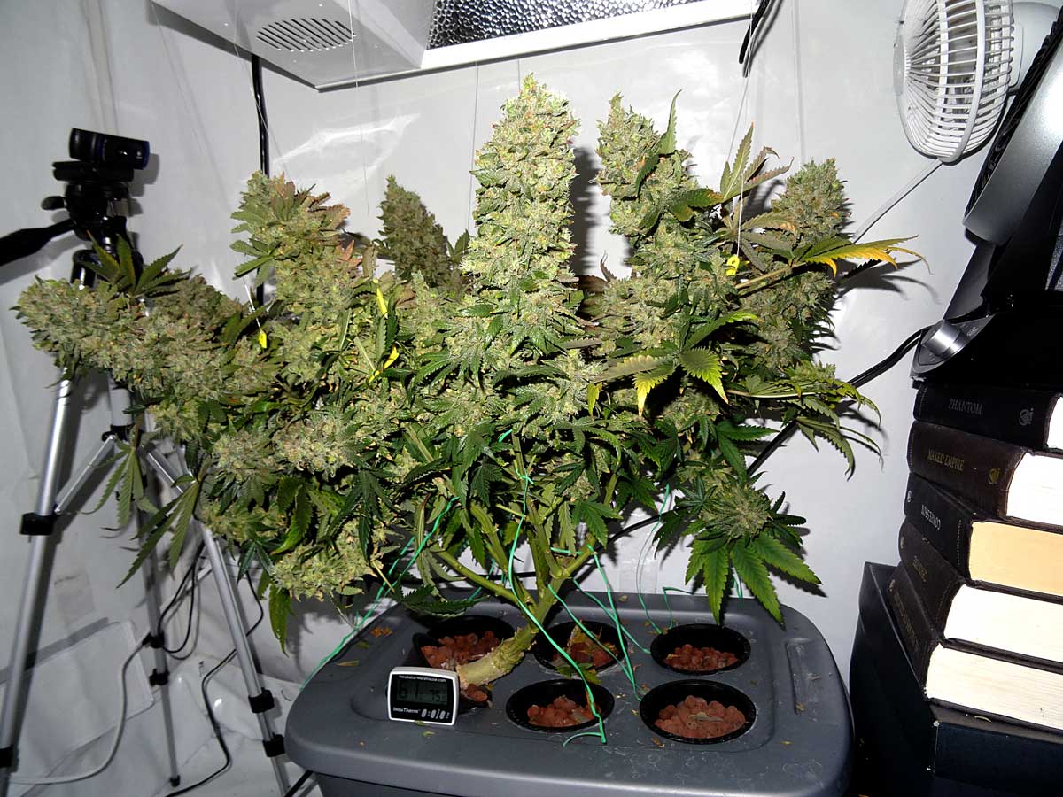 марихуана гидропоник выращивание