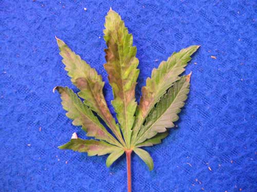 This cannabis leaf is showing the final fatal signs of a phosphorus deficiency