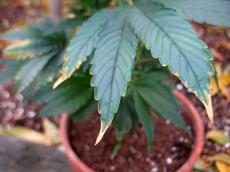 First signs of a cannabis potassium deficiency can sometimes look like the brown edges and tips of nutrient burn