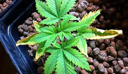 A young cannabis plant with the yellow leaves of a potassium deficiency