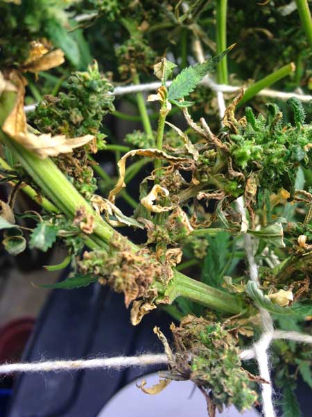 This is an example of what cannabis leaves can look like after the plant starts suffering from cannabis root rot