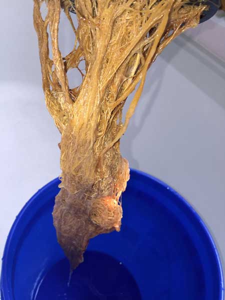 These cannabis roots are brown with root rot - they're slimy, smelly, and will kill your plant if not treated immediately!