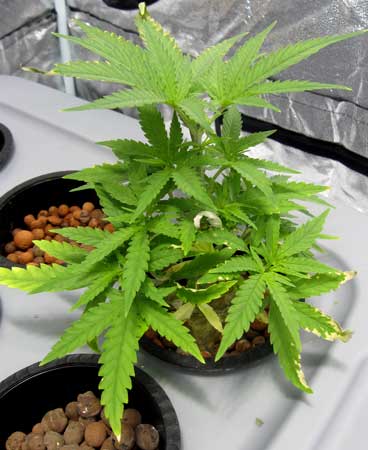 A cannabis plant affected by root rot - leaves are turning brown, discolored, burnt white tips and edges, curling