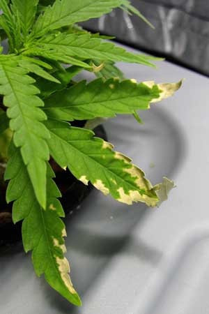 A cannabis plant affected by root rot - leaves have spots, burnt yellow tips and edges, curling