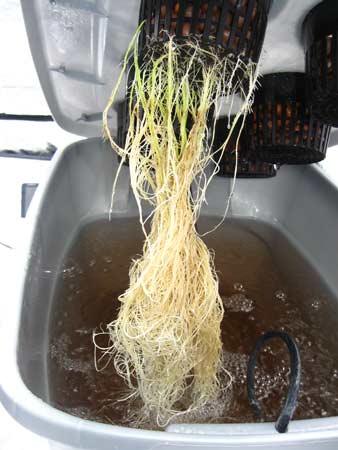 Root rot in cannabis - post recovery