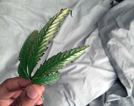 Example of a sick cannabis leaf caused by root rot