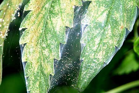 Spider mite webbing on a marijuana leaf - notice the bronze cast to the leaf - it's dying from all the tiny spider mite bites