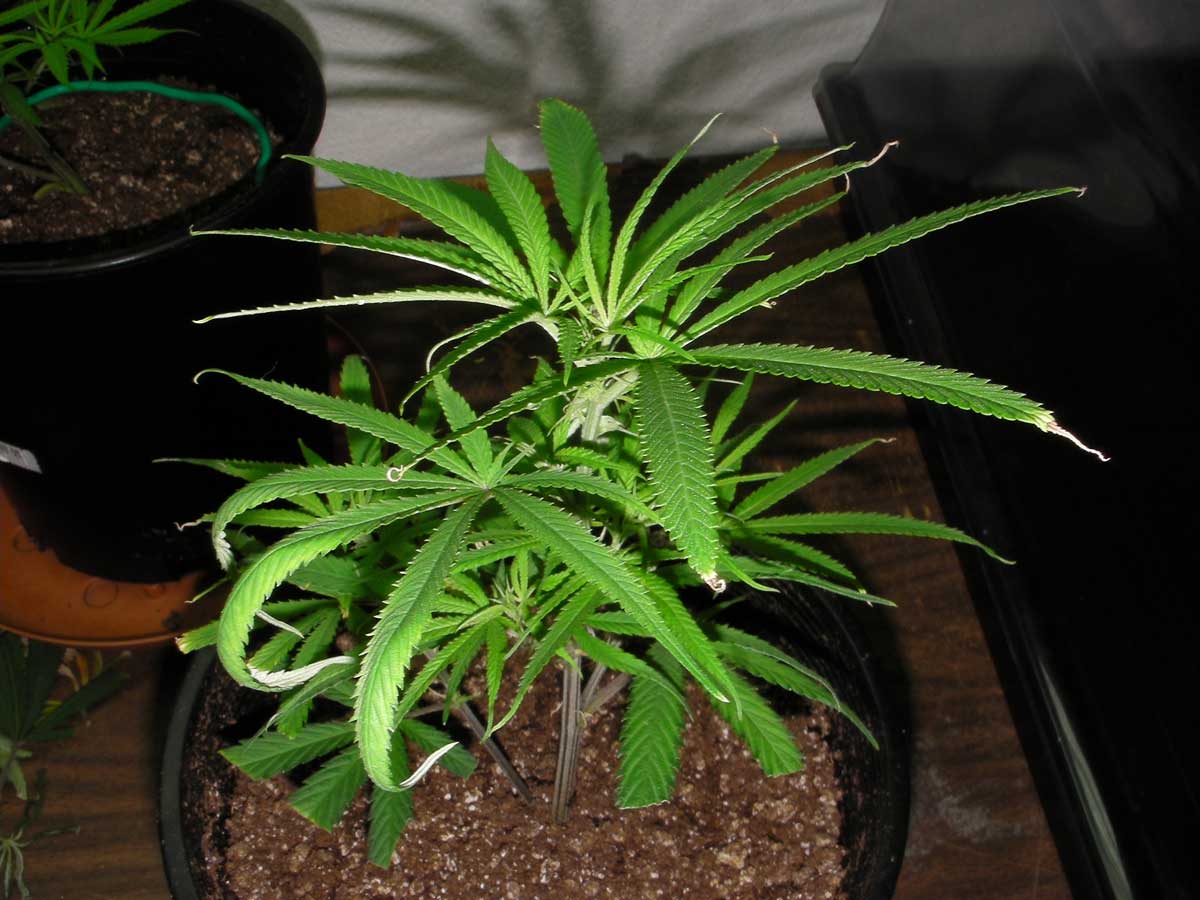 Marijuana Plant Problems! - Youtube 485