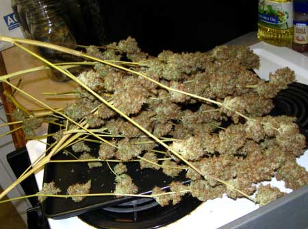 An indoor cannabis harvest - growing a pile of weed is incredibly rewarding at harvest time!