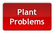 Si vous rencontrez des problèmes, notre "diagnostiquer votre plante" outil avec des images vous aidera à comprendre ce qui ne va pas!