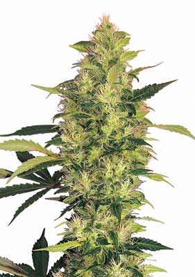 The Grow Weed Easy website will teach you how to grow your own beautiful huge cannabis colas like this one!