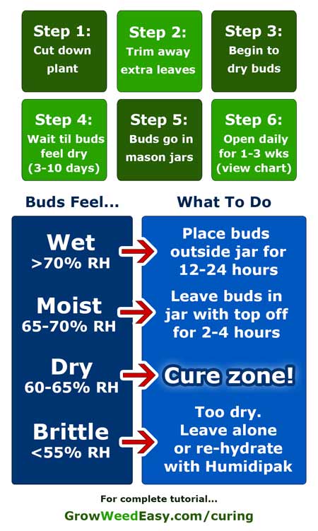 Cannabis Light Cycle Chart