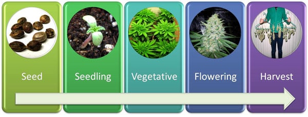 How long does weed grow outside