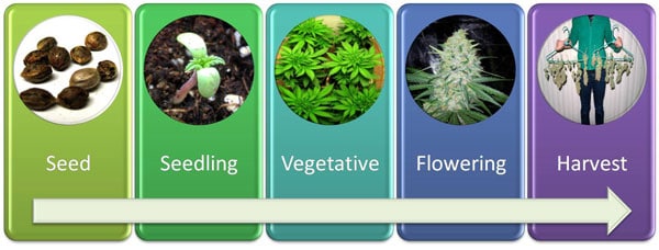 Cannabis Grow Cycle Chart