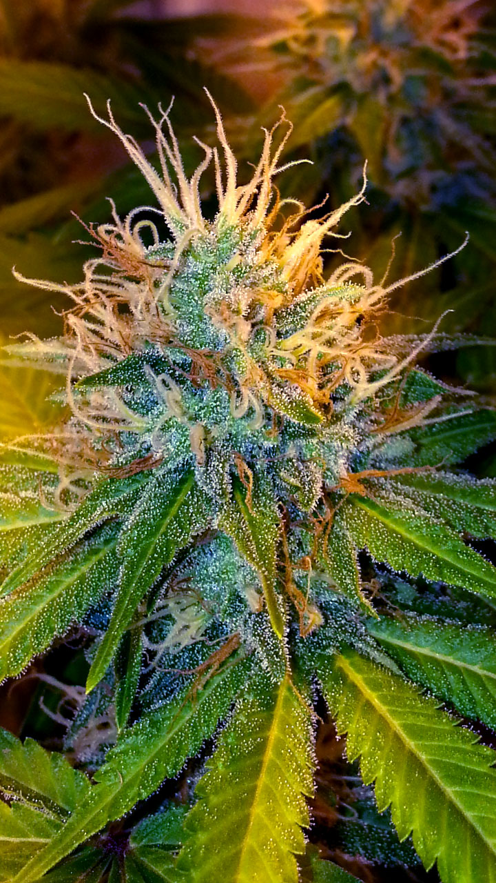 Learn How to Grow Cannabis Indoors | Grow Weed Easy