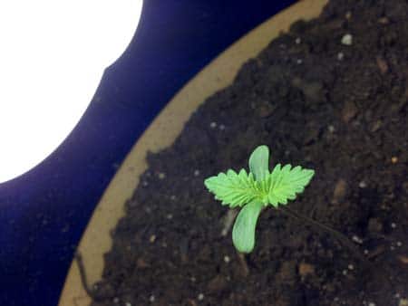 A cute young cannabis seedling - it's ready to start growing! This cannabis seedling is in a big pot. However, if you water it properly it should grow fast and healthy without getting overwatered.