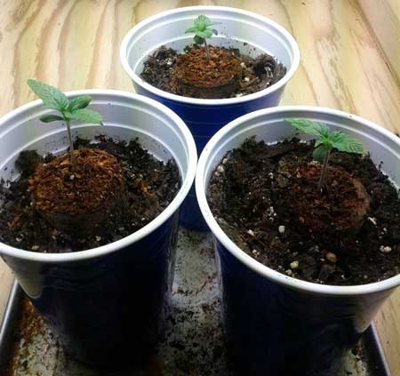 For new cannabis seedlings and clones, use a small container if possible.