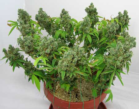 Small indoor marijuana grow