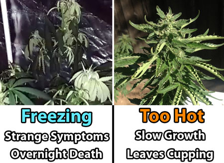 Cannabis plants don't like too hot or too cold temperatures