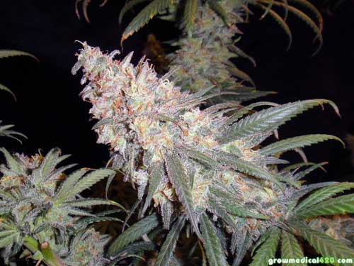 Lower side colas got enough light to fatten up This LED-grown bud is ready for harvest