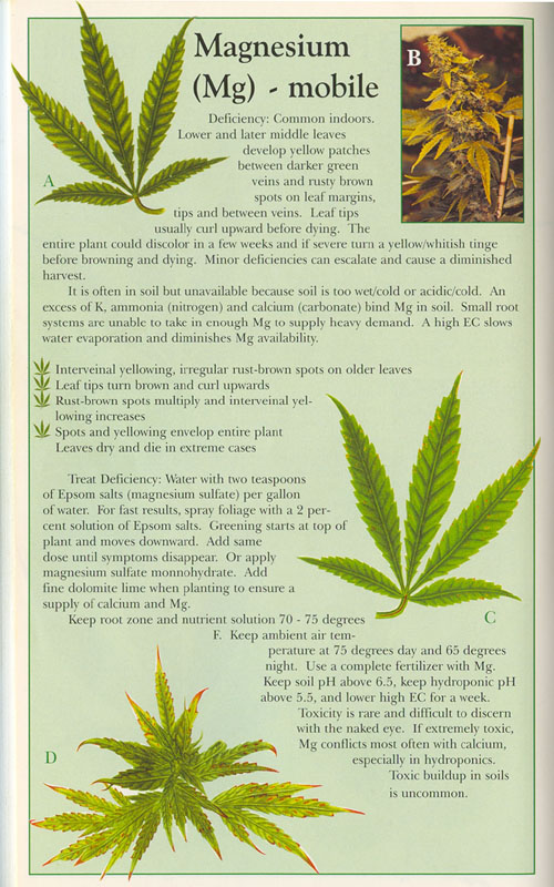 Marijuana Deficiency Chart