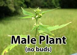 Male cannabis plant - does not produce buds