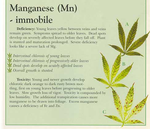 Marijuana Deficiency Chart