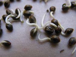 How to plant cannabis seeds indoors