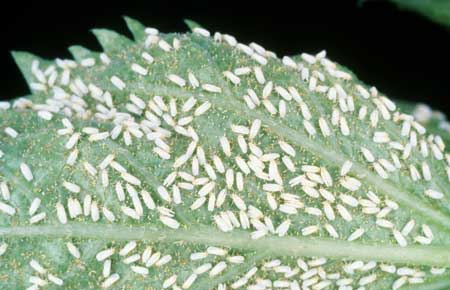 Marijuana white fly infestation on a cannabis leaf