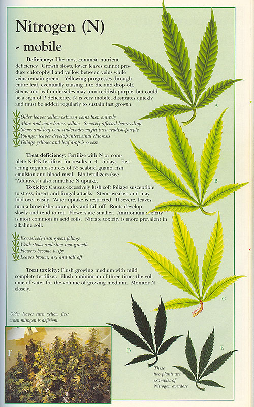 nitrogen-info-marijuana.jpg