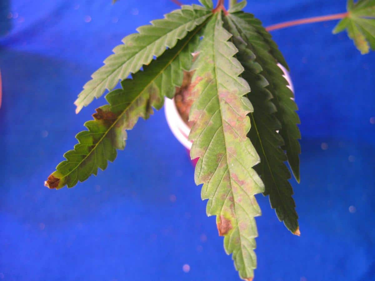 How To Fix Cannabis Phosphorus Deficiency P Pics Symptoms