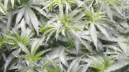 Planting germinated marijuana seeds